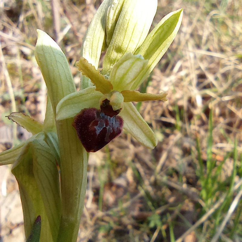 ophrys da identifcare